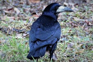 Havrani přiletěli jen s mírným předstihem, zima by tedy neměla být krutá - Novinky